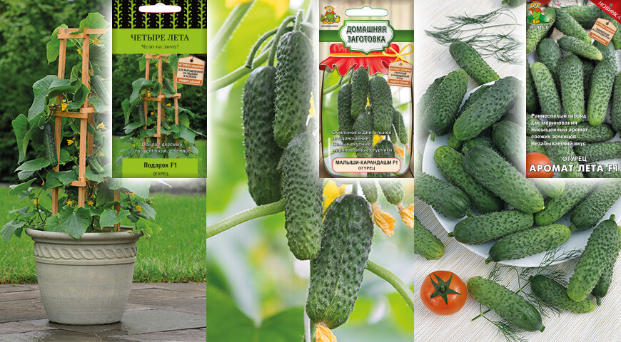 Sådan dyrkes agurker: detaljerede instruktioner
