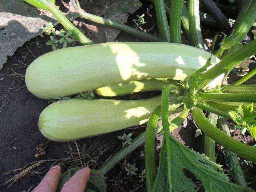 Sådan får du et højt udbytte af zucchini i et drivhus