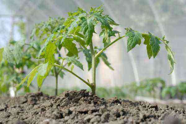 Sådan fodres tomater i et drivhus