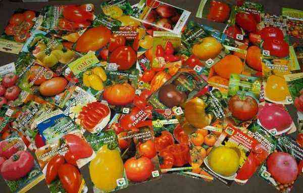 Sådan planter du tomater til frøplanter korrekt