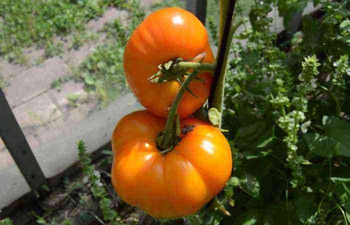 Sædskifte: før og efter – de bedste forgængere og efterfølgere af tomater i drivhuset og åben mark