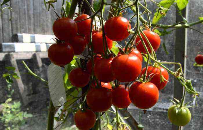Smalle senge eller plantning af tomater i henhold til Mitlider: regler og funktioner i teknologi