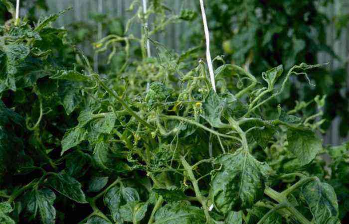 Smitsom og dårligt helbredelig: hvad er tobaksmosaikken af ​​tomater, og hvordan man håndterer det i drivhuset og i haven