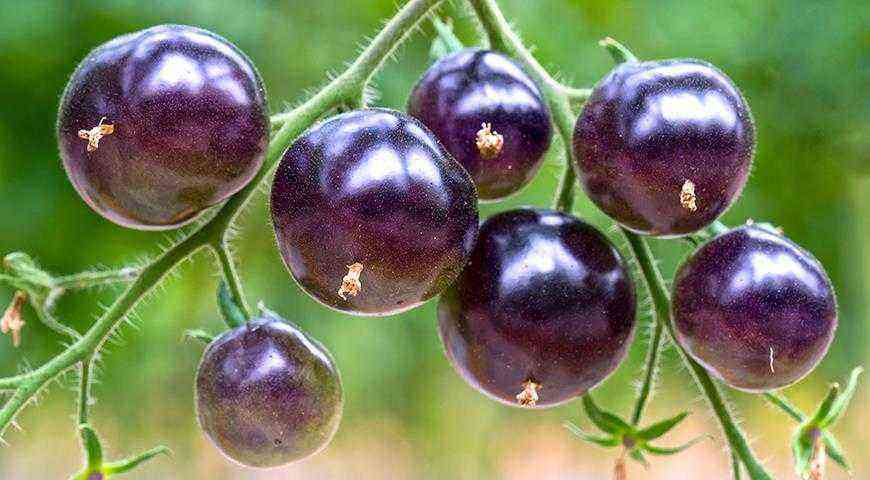 Sort tomat: de bedste sorter og hybrider af sorte tomater til plantning i et drivhus