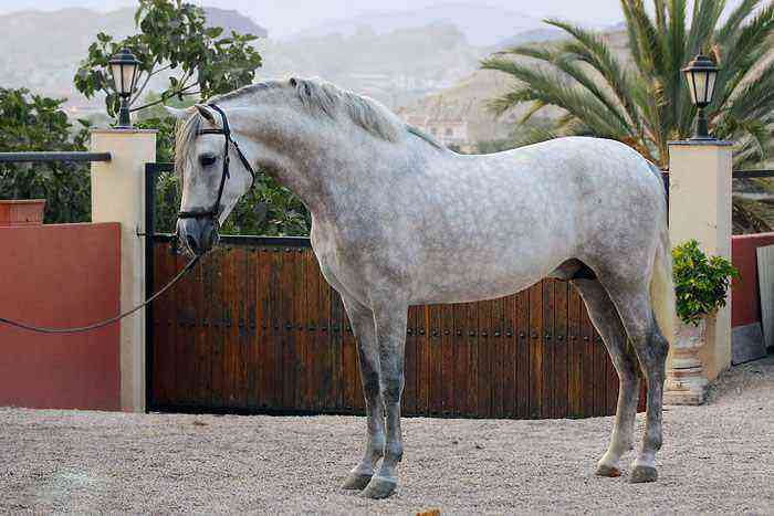 spansk race heste