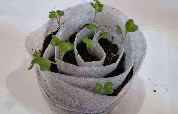 Spar plads og styrkelse af frøplanter – hvordan den originale metode til at plante tomater i en snegl hjælper sommerboere