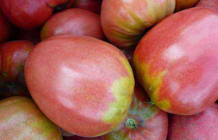 Størrelse betyder noget – beskrivelse og karakteristika for tomatsorten Pudovik