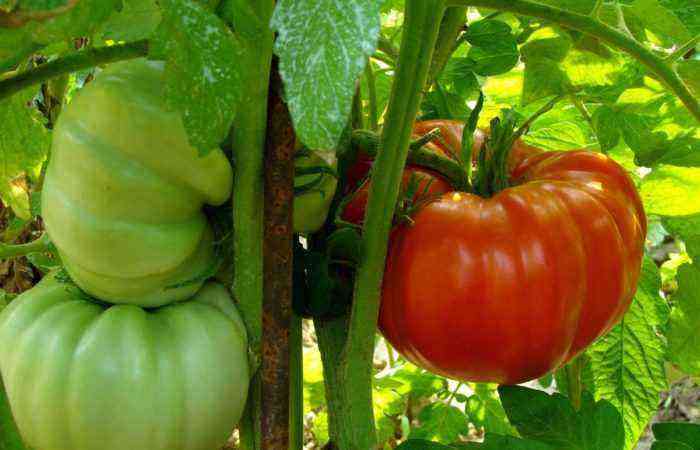 Store, velsmagende, frugtbare: tomater af sorten “King of the Early” er bare en gave til sommerboere i enhver region