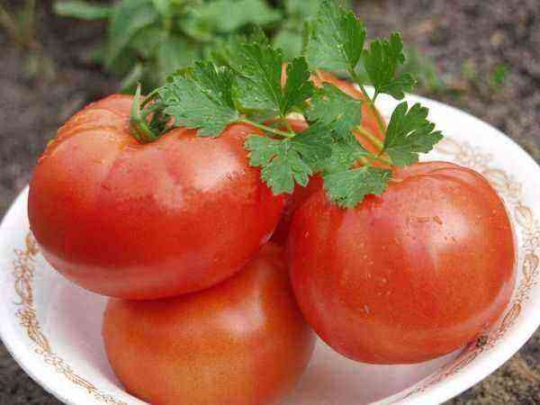 Tidlig, stærk, hårdfør: tomatsort “Polbig” ifølge beskrivelsen af ​​opdrættere og gartneres erfaring