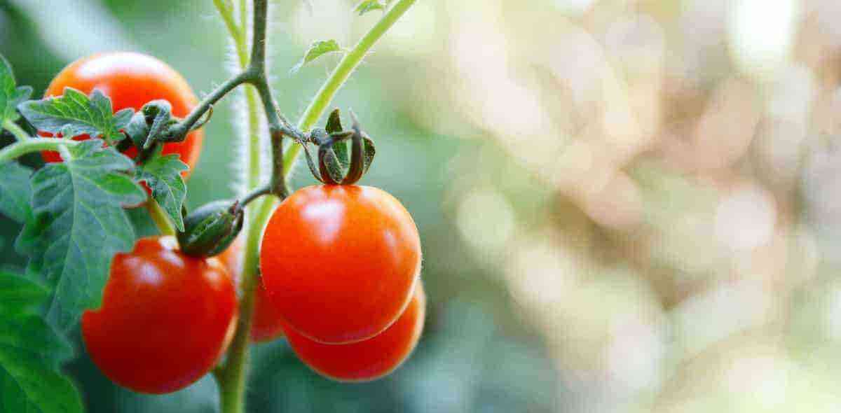 Tomat: hvordan klimaet kan påvirke produktionen