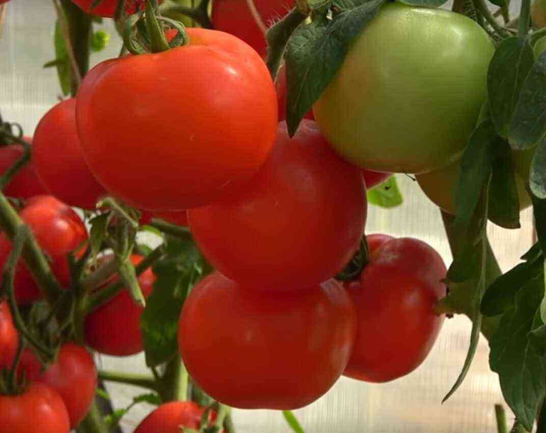 Tomat “Lyubasha”: beskrivelse og udbytte af sorten
