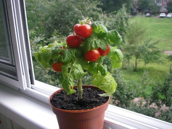 Tomater på balkonen vokser trin for trin