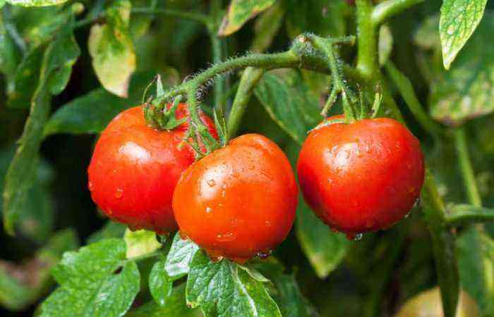 Tomatsort “Explosion” er et fyrværkeri af elegant tomatfrugtaroma, taknemmelig for plantens arbejde
