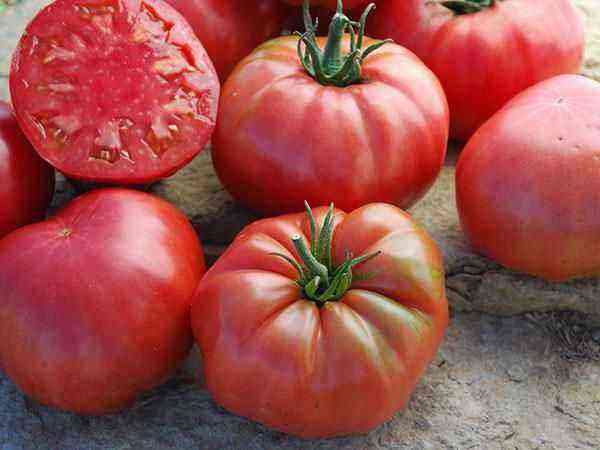 Tomatsorten “Sugar Pudovichok” er behagelig og sund i en grøntsag under en rød hindbærindpakning
