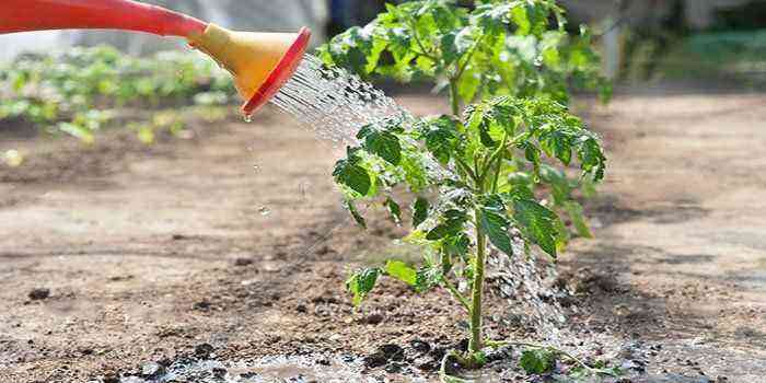 Uden ekstremer: vi finder ud af, hvordan man korrekt organiserer vanding af tomater i et drivhus for ikke at ødelægge afgrøden