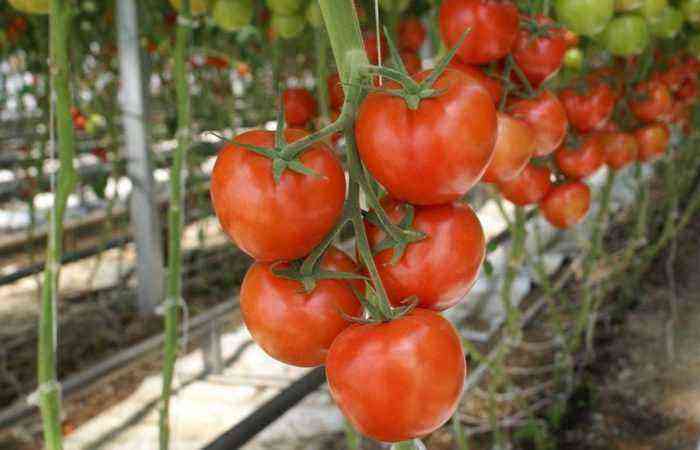 Under god beskyttelse: hvordan man korrekt fortynder og bruger en opløsning af borsyre til sprøjtning af tomater