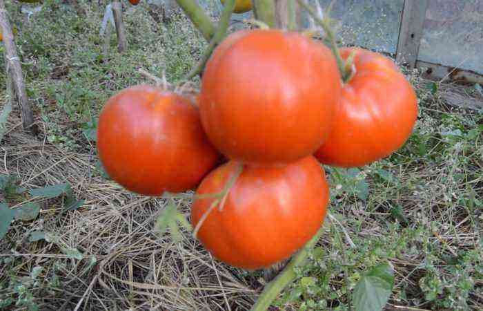 Variety af tomat “Verlioka” – en garanteret og høj kvalitet afgrøde i drivhuset og åben jord