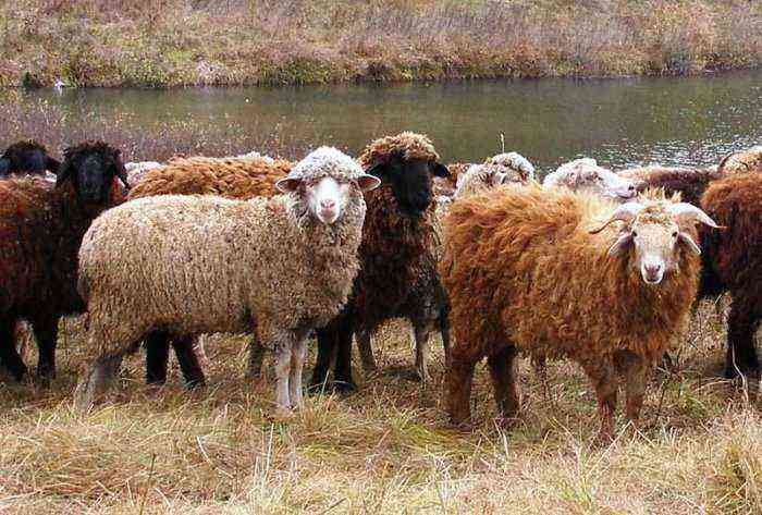 Vestsibirisk kødrace af får