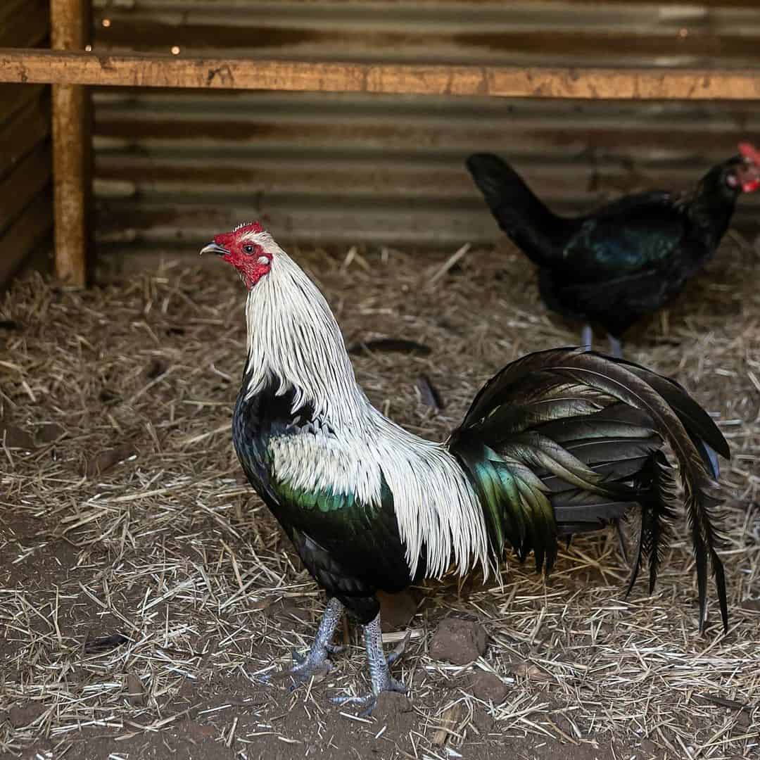 Vietnamesiske kæmpende kyllinger