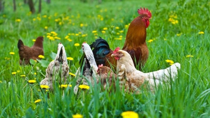 Vitaminer til kyllinger: typer og valg