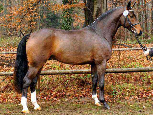Westfalsk hesterace