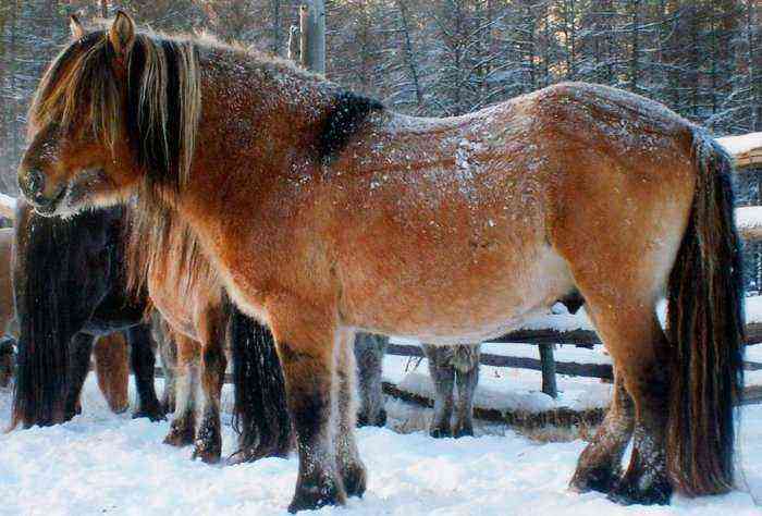 Yakut hesterace – oprindelse, beskrivelse, brug