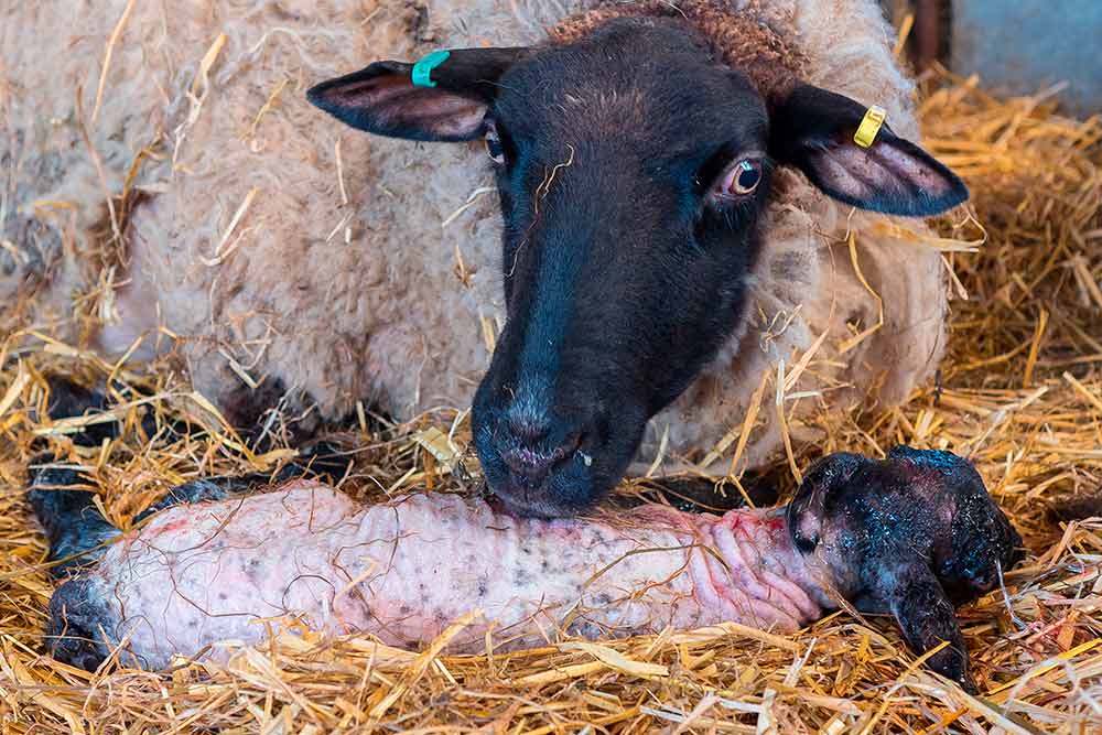 Drægtige (gravide) får: hvor mange lam kan der være i et lam, drægtighedshyppigheden