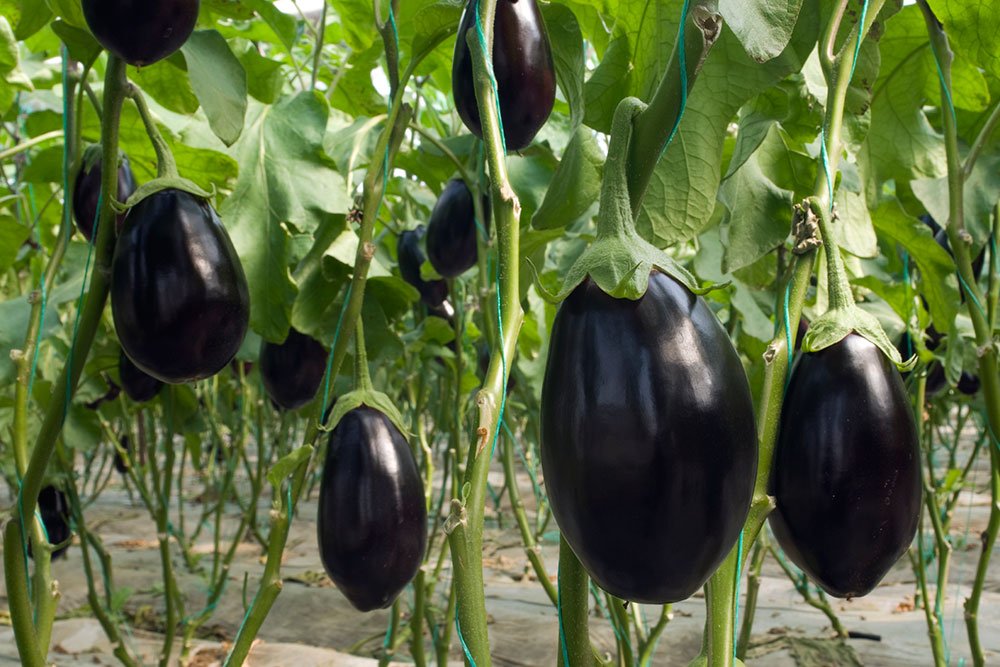 Dyrkning og pleje af aubergine i et drivhus: ekspertrådgivning