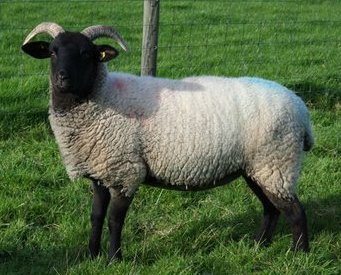 Engelsk race af får Suffolk: udseende, beskrivelse af får og væddere af racen