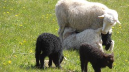 Fodring af et lam derhjemme: Nyfødte lam, vitamintilskud, fodringsskema efter alder