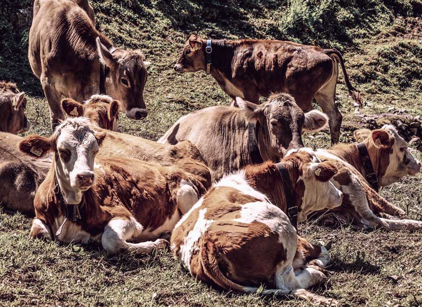Hvor længe varer en ko drægtighed?