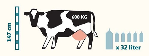 Hvor meget mælk giver en ko om dagen?
