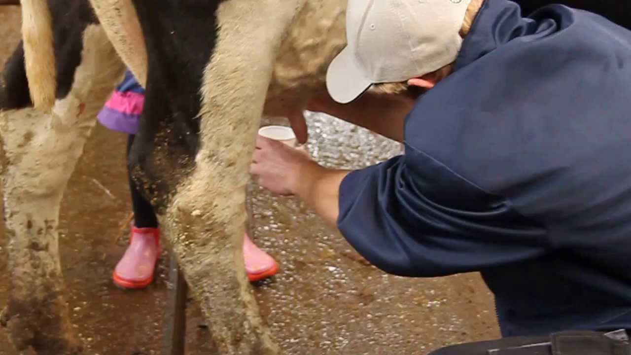 Hvordan afvænner man en ko fra at sparke under malkning?