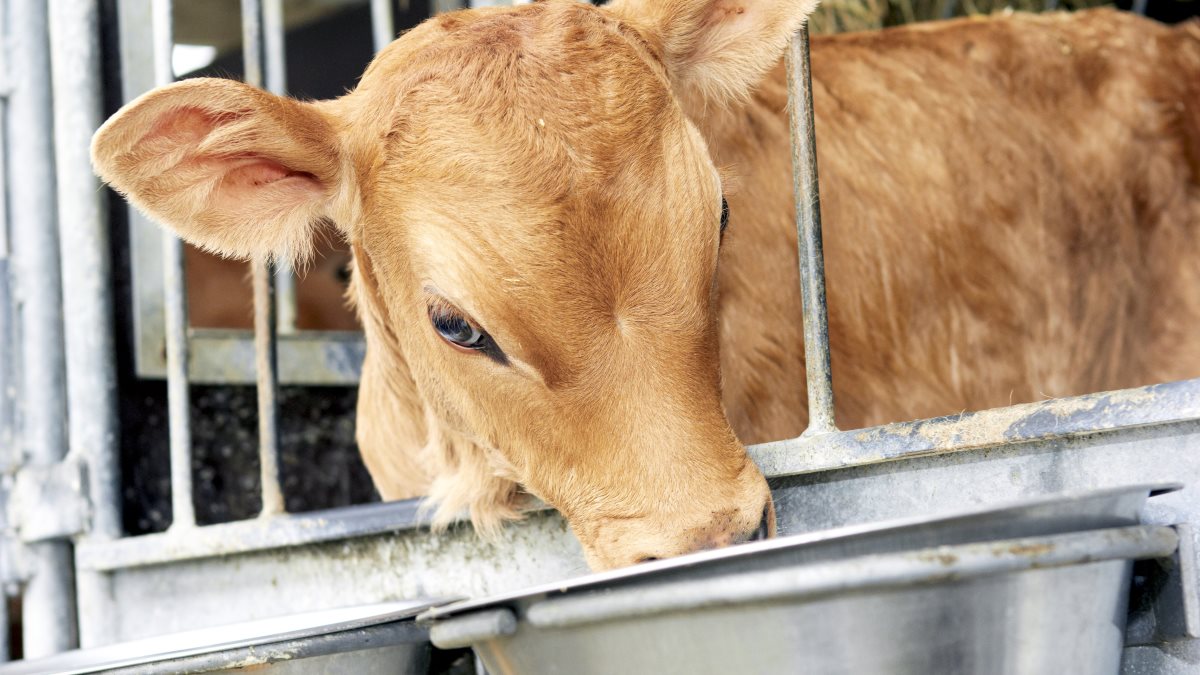 Hvordan avler man sødmælkserstatning til kalve?