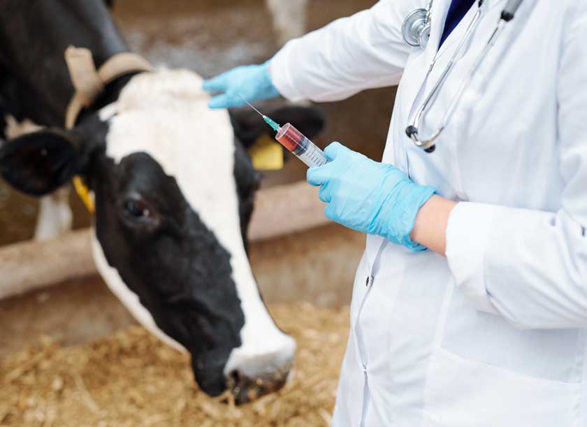 Hvordan behandler man latent mastitis hos en ko?