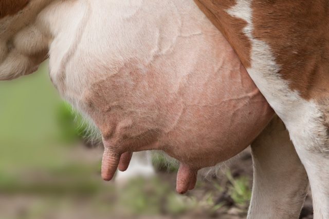 Hvordan fjerner man hævelse af yveret hos en ko efter kælvning?