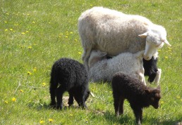 Hvordan man opdrætter får korrekt: pubertet og cyklus hos får, parring, hvordan man finder ud af, hvornår et får er brunst