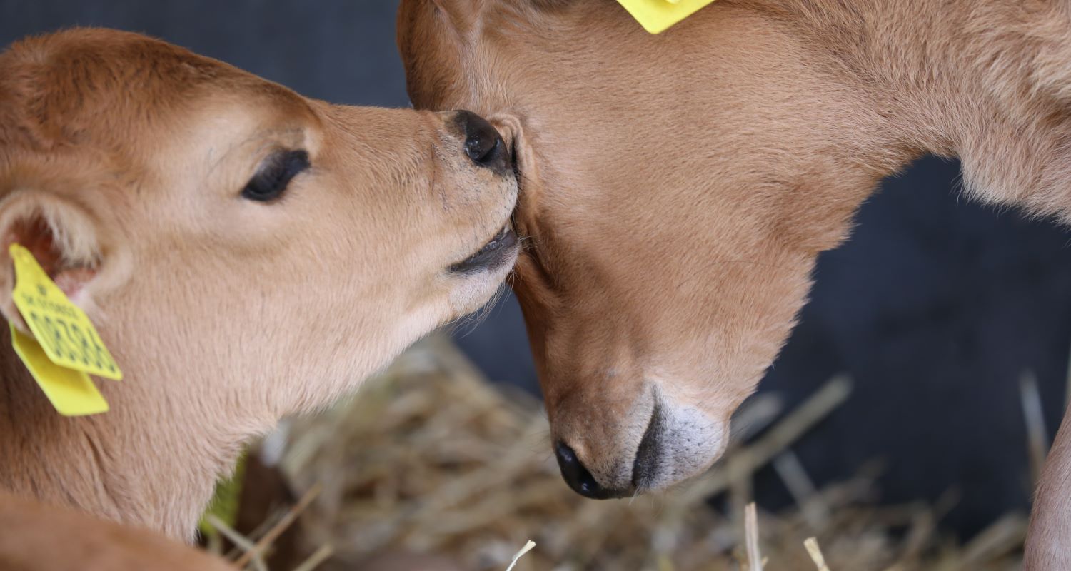 Hvornår begynder en ko at give mælk for første gang?