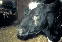 Infektiøs rhinotracheitis hos kvæg