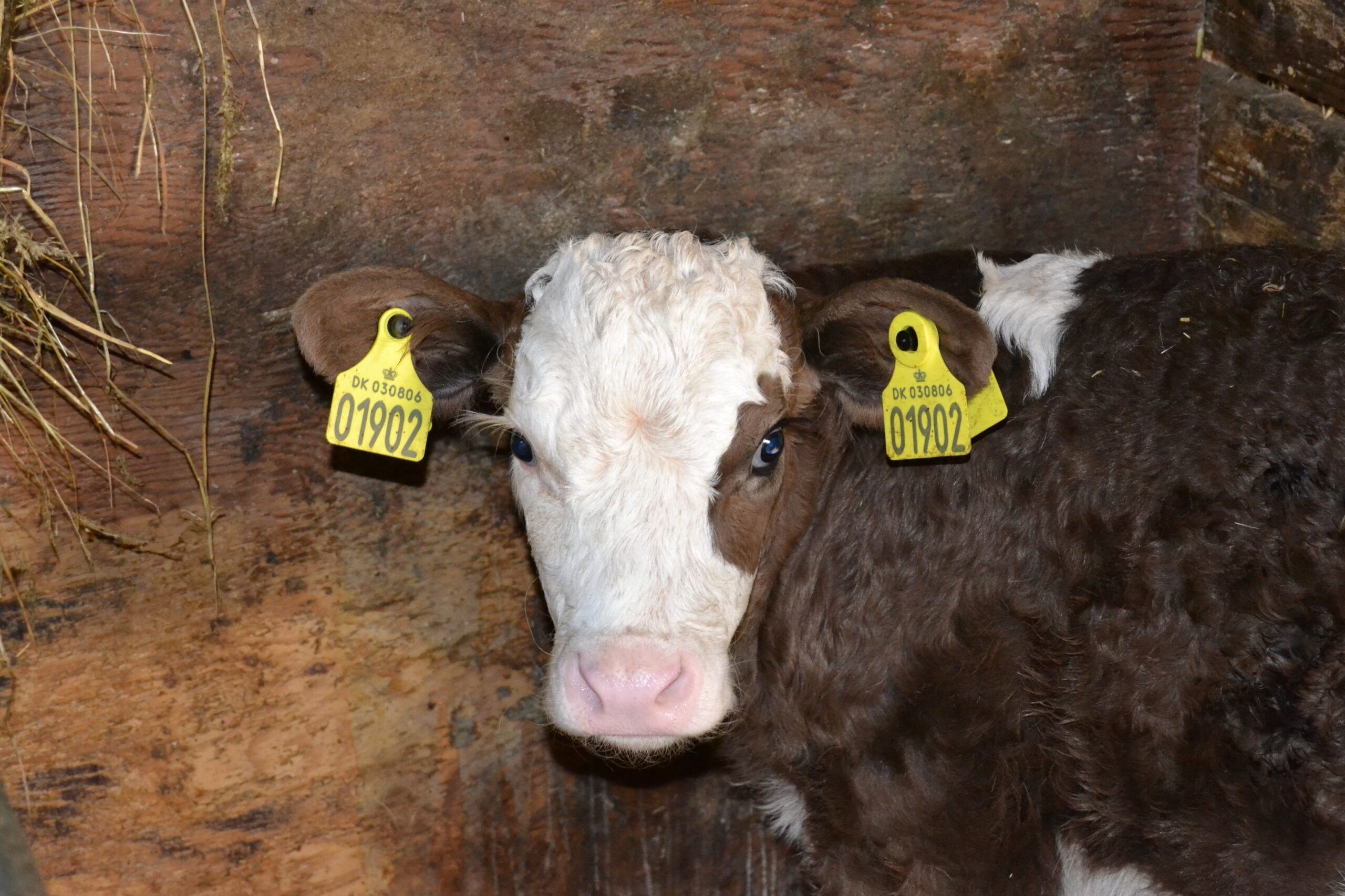 Koen spiste efterfødslen, hvad skal man gøre, hvilke konsekvenser vil det føre til, hvordan behandler man dyret?
