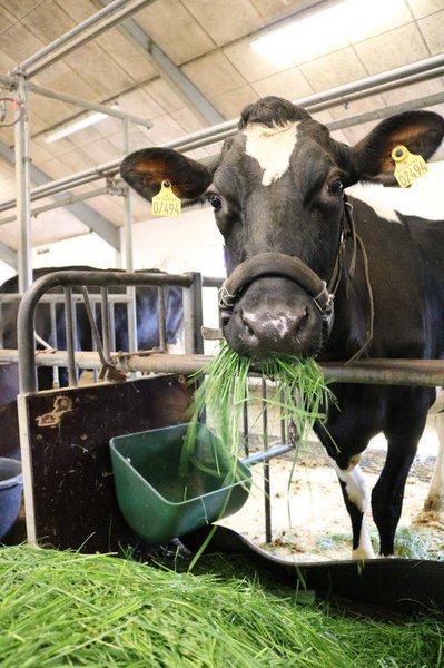 Korrekt fodring af køer efter kælvning