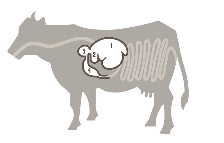 Mavens struktur og fordøjelsessystem hos en ko