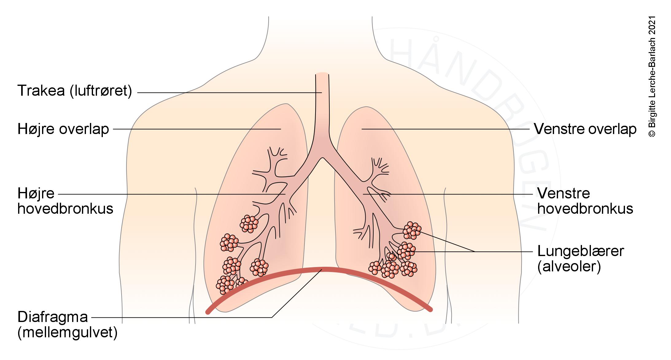 Sådan bruger du lammefedt til at kurere hoste hos voksne med bronkitis