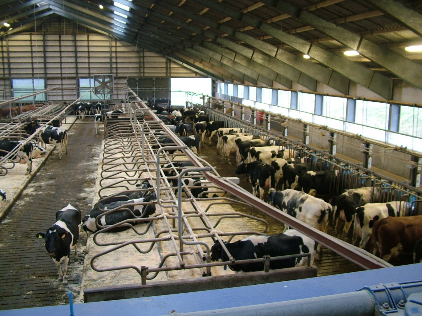 Systemer og metoder til at holde kvæg