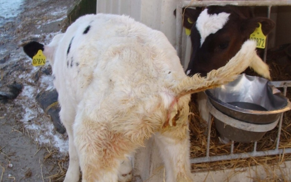 Typer af infektioner hos kalve og kvæg