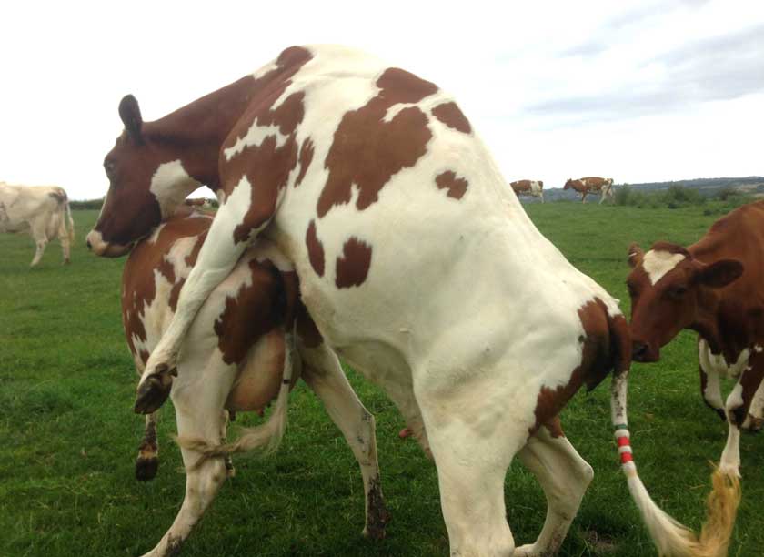Ved hvilke tegn bestemmes det, hvornår en ko kommer i brunst efter kælvning?