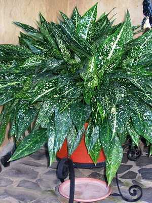 Aglaonema-Pflanze