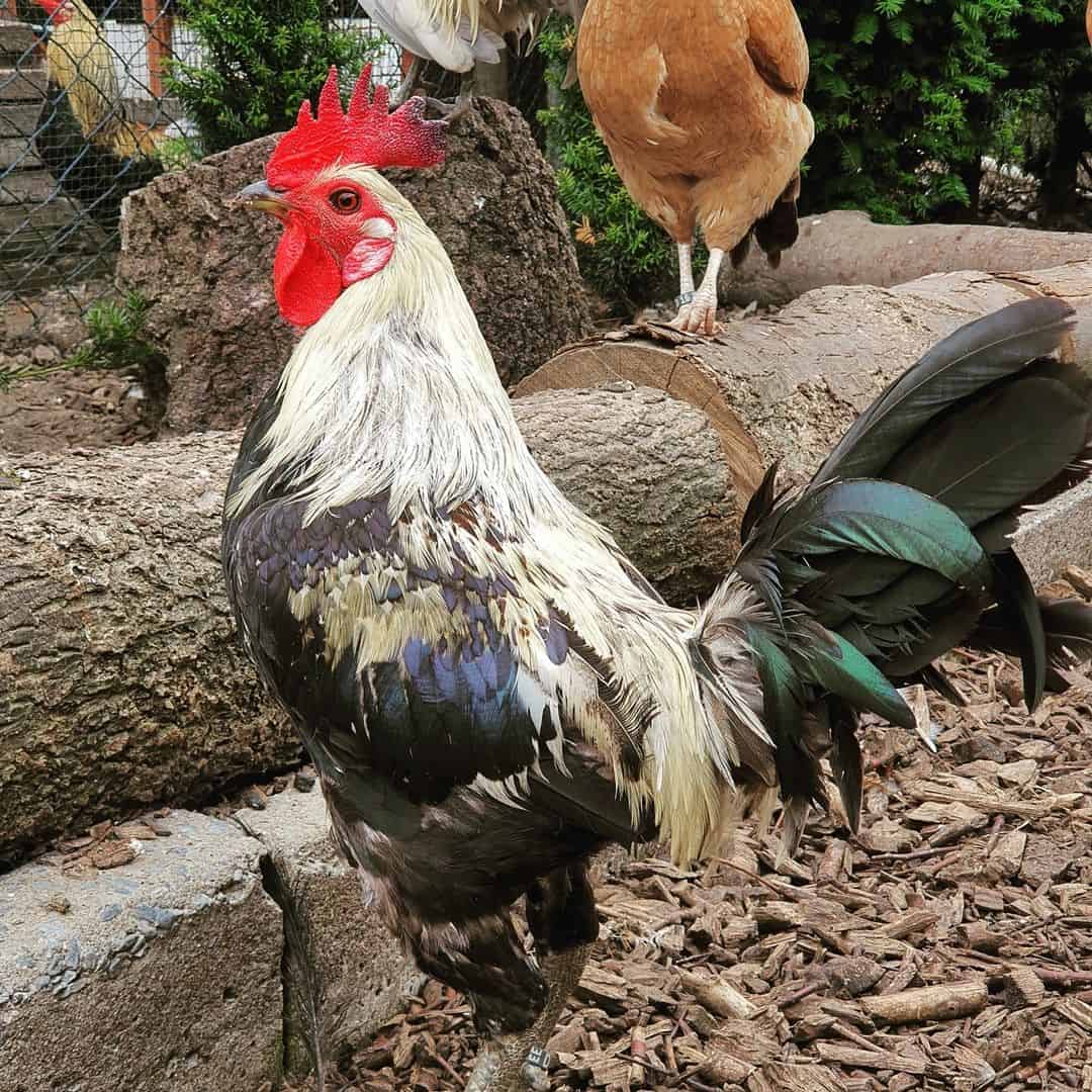 Alte englische Hühner