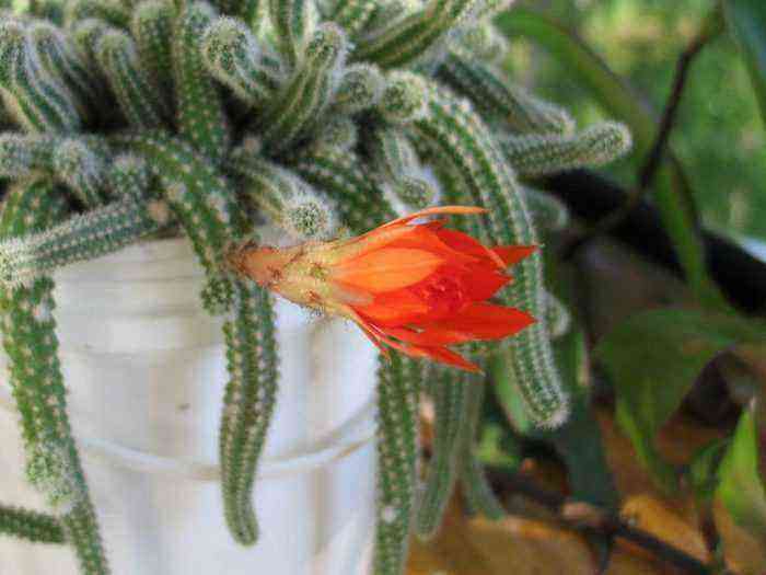 Aporocactus kümmert sich darum, wie man zu Hause wächst