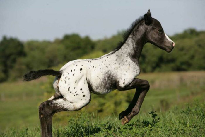 Appaloosa-Pferd